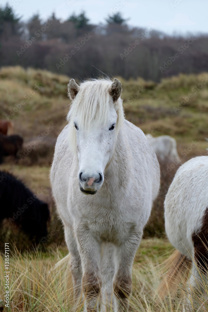 Obraz premium Horse 'Dagsbrún'
