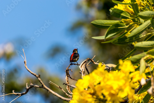 Bird (Scarlet-backed Flowerpecker) on a tree photo