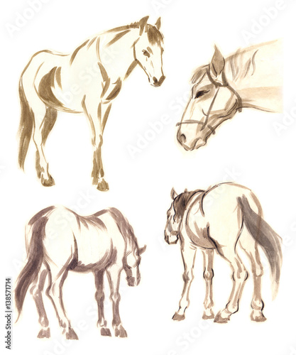 Hand drawn brushstroke sketch on paper  horse drawing set