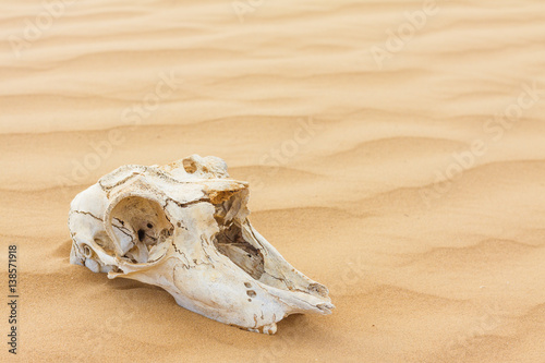 Animal scull in sand desert photo