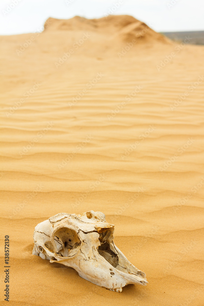 Naklejka premium Animal scull in sand desert