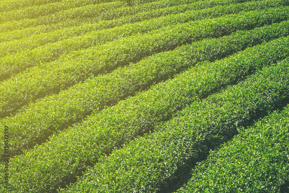 Green tea field and plantation in morning with sunlight. Green tea field and plantation in morning with sunlight.