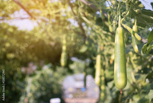 Картината върху платно Close up Luffa gourd or Luffa Cylindrica growing in field plant agriculture farm