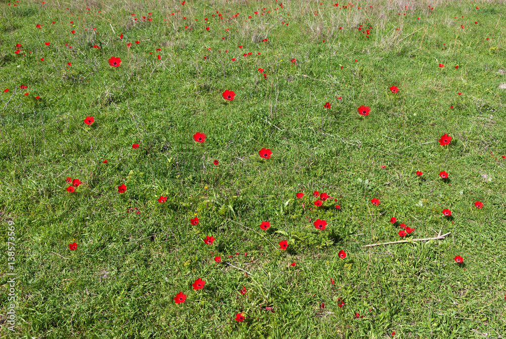 Fototapeta premium Red Anemones in a green field