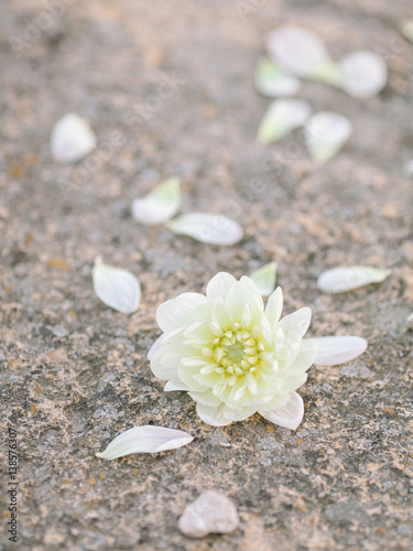 the white flower lying on a stone, the white petals of a flower lying on a stone background, DOF. © melnikofd