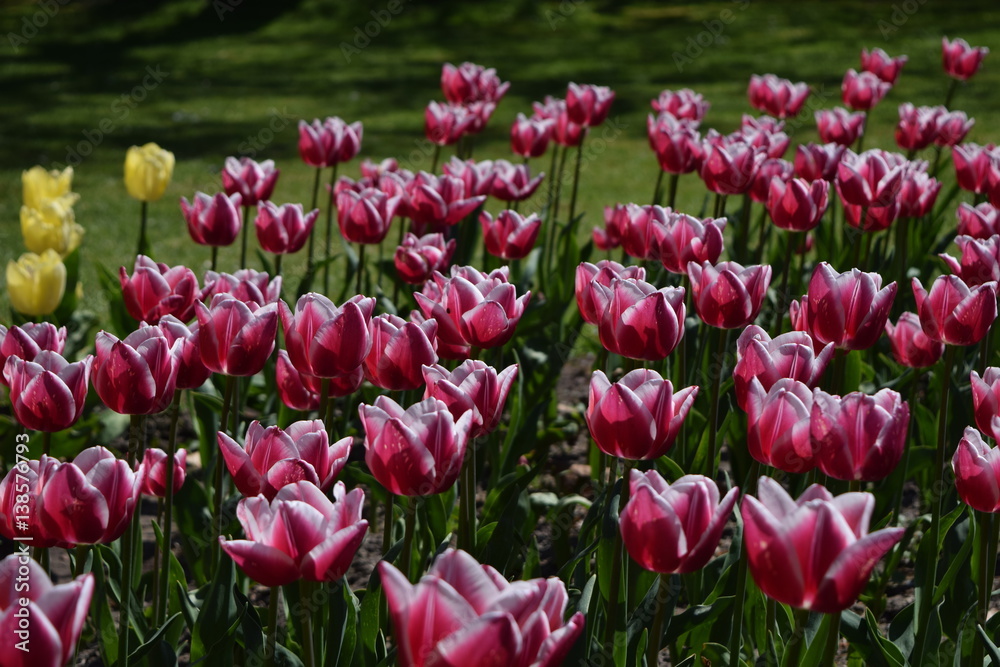 Fototapeta premium tulips