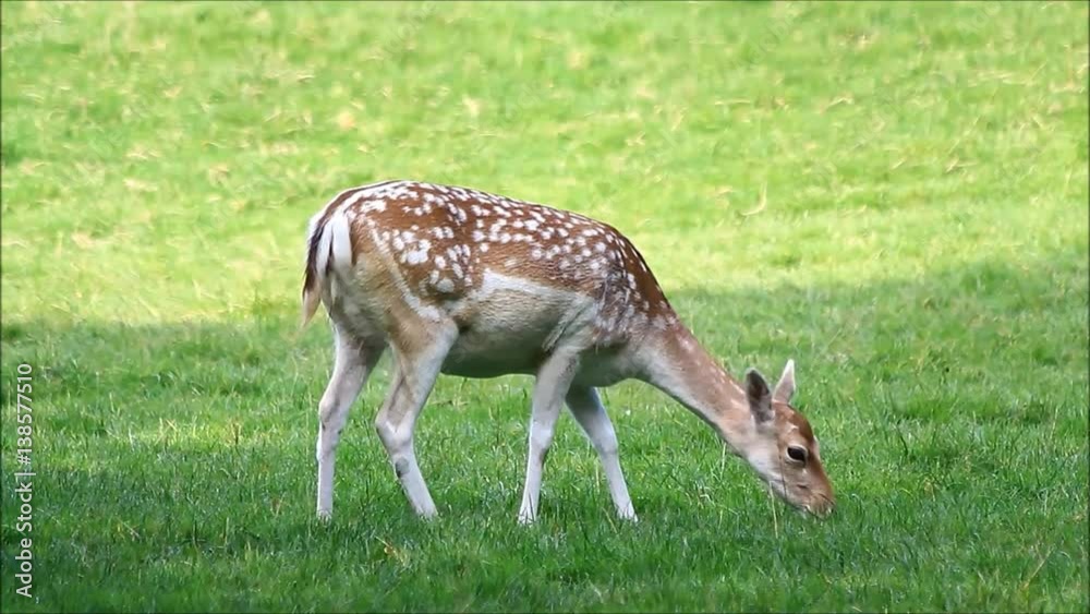 young spotted Fallow deer grazing, dama dama
young spotted Fallow deer grazing, dama dama