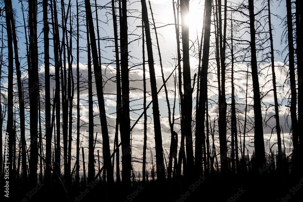 Obraz premium Tree Trunks and Sunlight