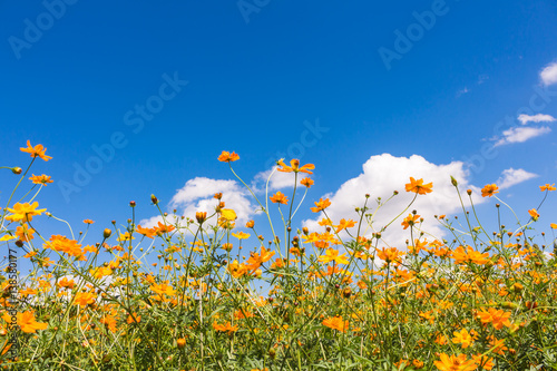 Cosmos flowers in the garden with blue sky and clouds background in soft focus.