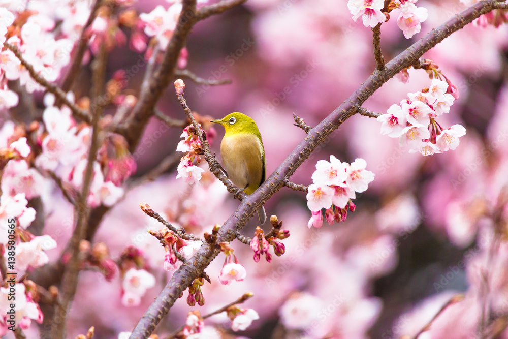 The Japanese White eye.The background is winter cherry blossoms. Located in Tokyo Prefecture Japan. The Japanese White eye.The background is winter cherry blossoms. Located in Tokyo Prefecture Japan.