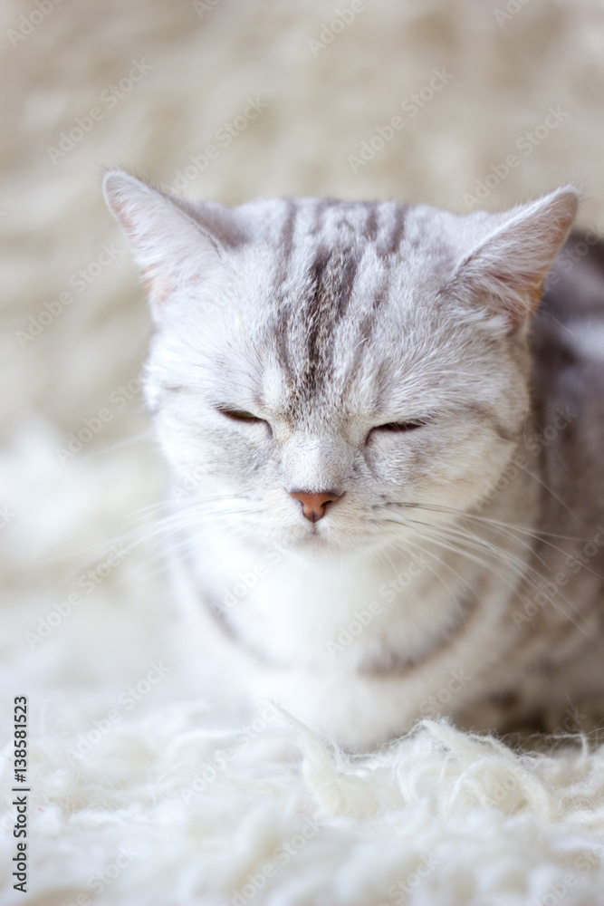Portrait of britain cat over white background