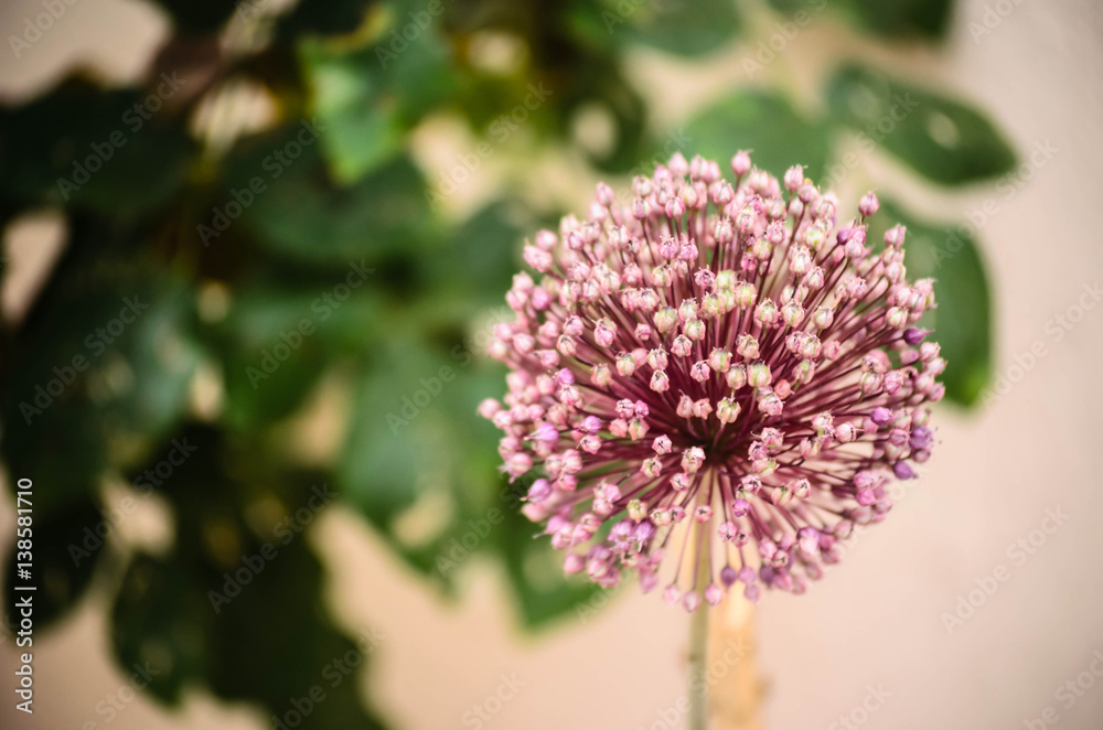 Obraz premium Mediterranean flowers