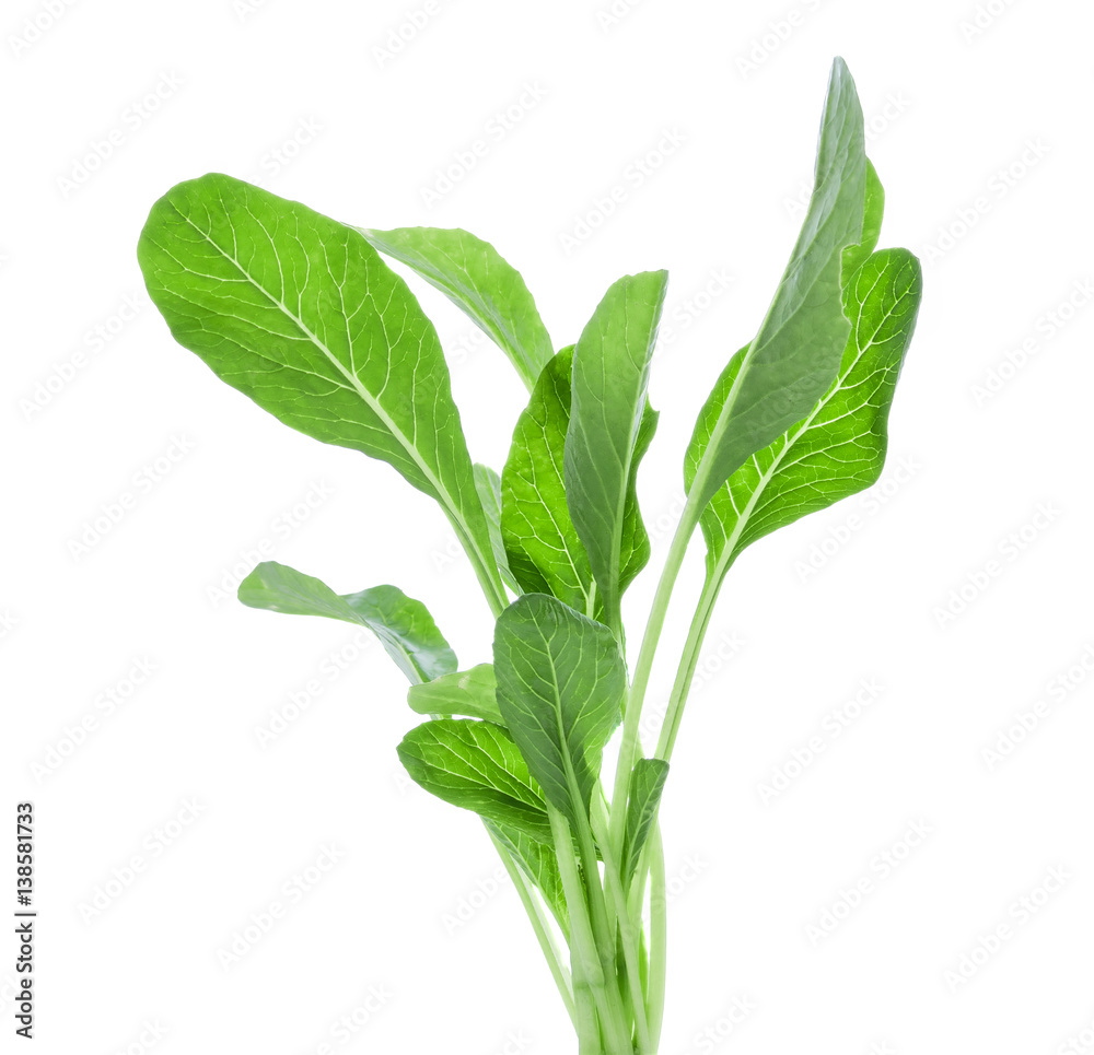 Obraz premium Choy Sum isolated on white background