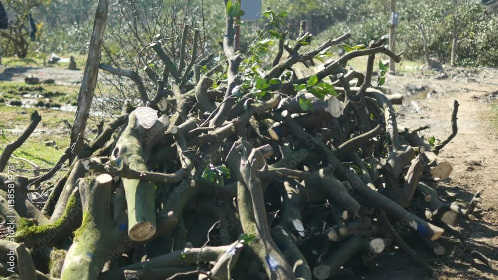 A bunch of harvested wood from Mandarin trees A bunch of harvested wood from Mandarin trees
