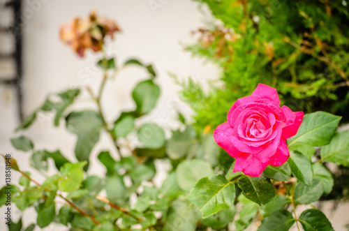 purple roses photo