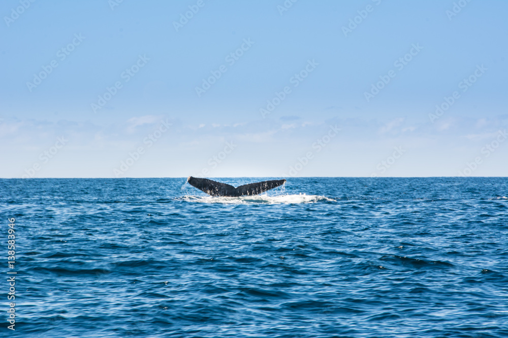 Fototapeta premium Pacific Ocean Whales