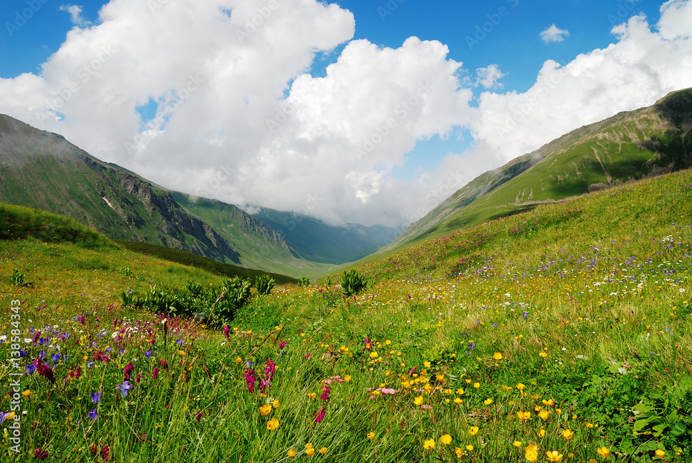 Alpine meadows in the Caucasus summer. Blue sky with white clouds. Flowers in the foreground.