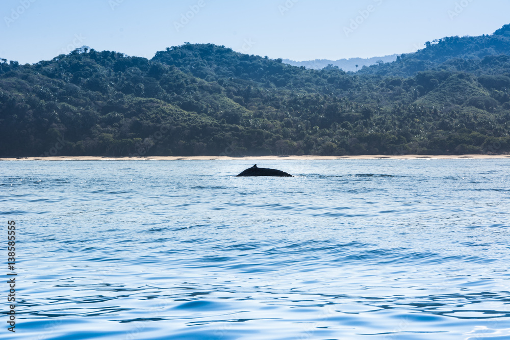 Fototapeta premium Pacific Ocean