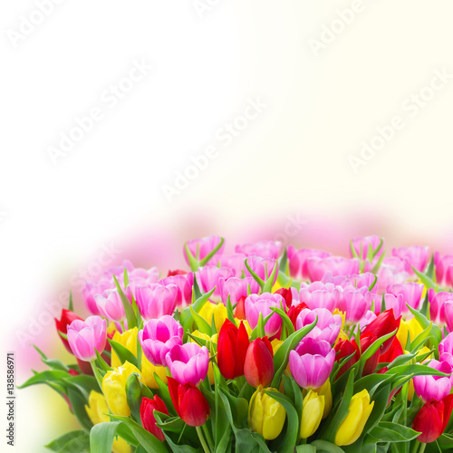 fresh blooming violet, yellow and red tulip flowers with green leaves close up over white background