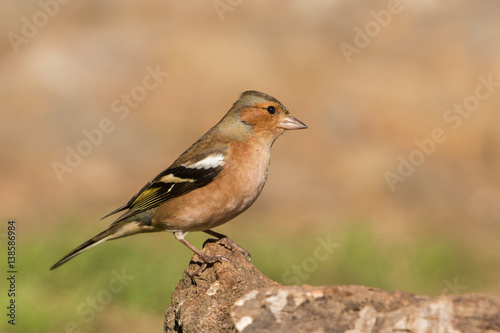 Common chaffinch male (Fringilla coelebs), Andalusia, Spain