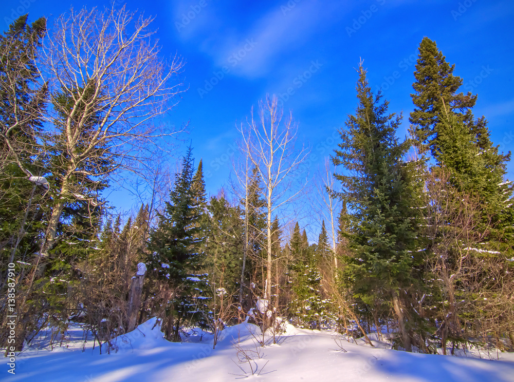environmentally friendly place in sunny winter forest