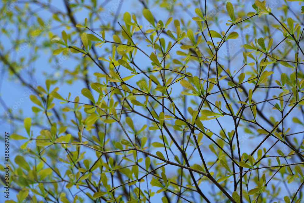 the early spring the early spring