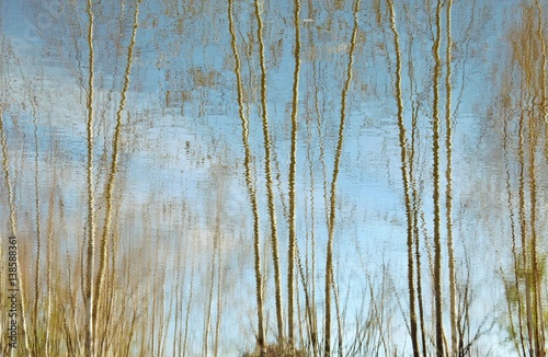 spring reflection in the water birch trees