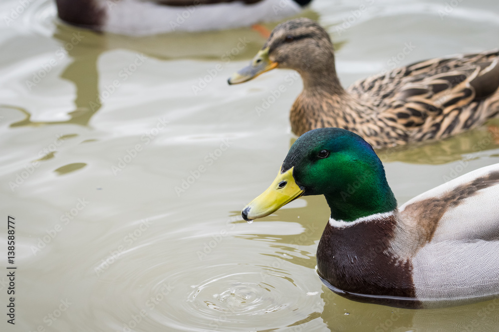 Obraz premium Close up of vibrant head of male mallard duck with brown female in background