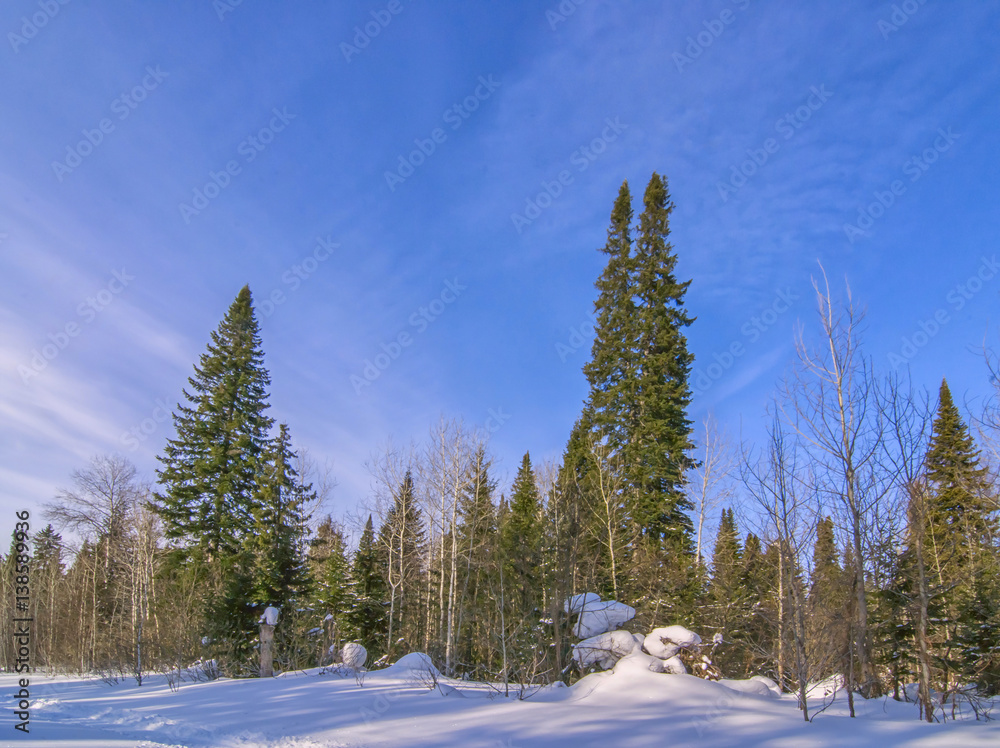horizontal background with winter forest and snow and evergreen trees