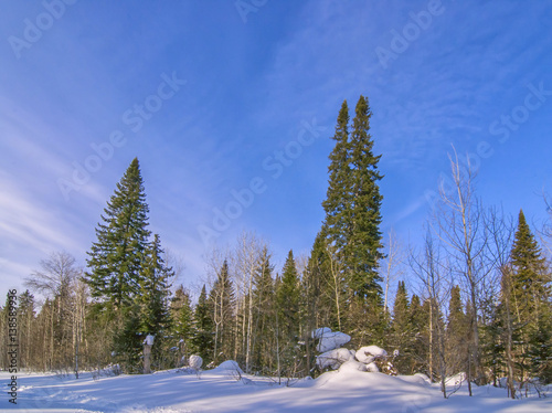 Obraz na płótnie horizontal background with winter forest and snow and evergreen trees w salonie