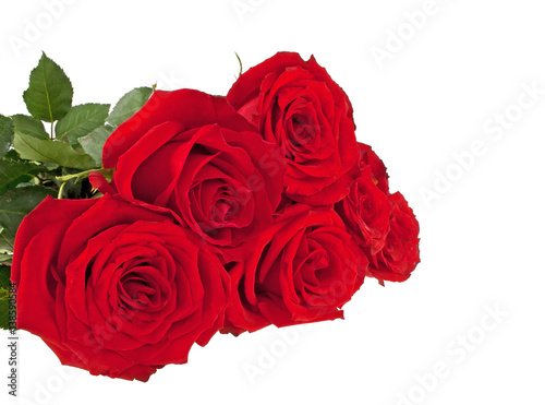 Red roses on a white background