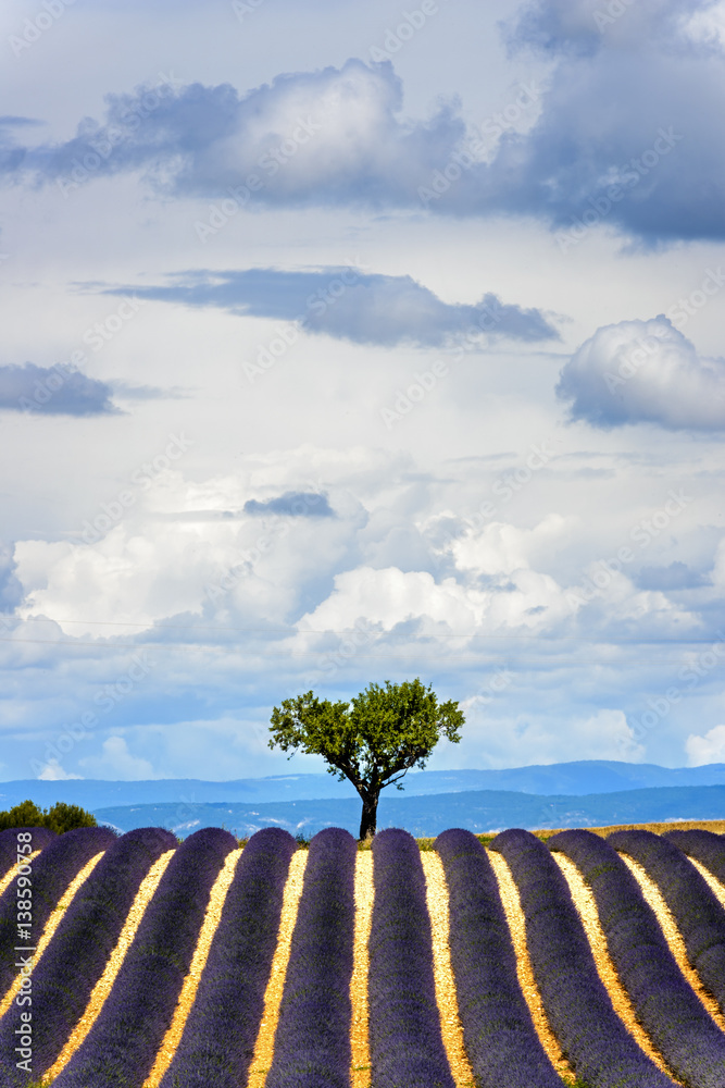 Árbol solitario en un bello paisaje de campos de lavanda en floración Stock  Photo | Adobe Stock