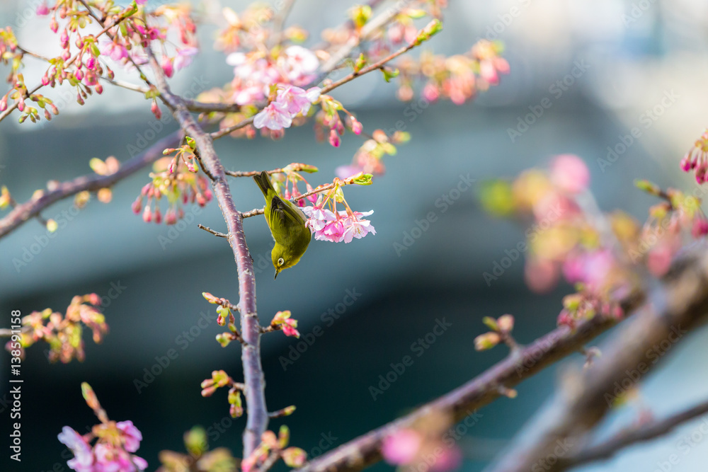white-eye and Kawazu cherry tree white-eye and Kawazu cherry tree