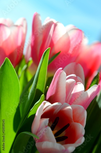 Tulpen