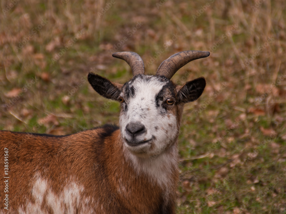 Neugierige Ziege auf einer Wiese