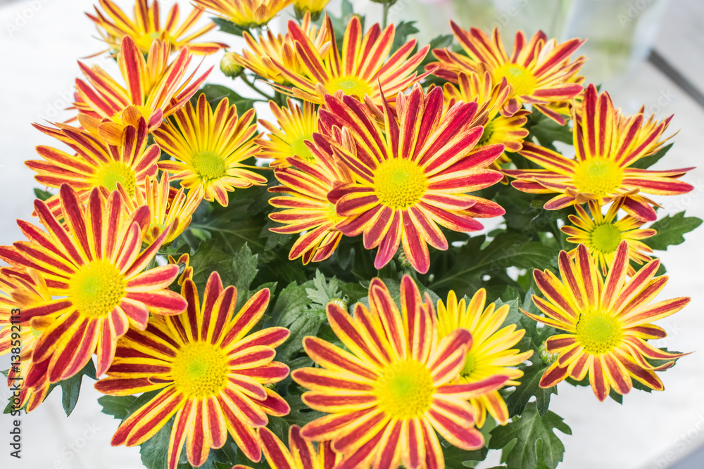 Fresh big yellow Red chrysanthemum closeup Fresh big yellow Red chrysanthemum closeup