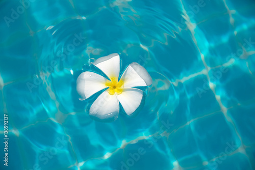 Top view of perfect white Serene Plumeria flower floating on clear blue water of swimming pool. Background and copy space. Good for brochure or leaflet advertising for spa, resort, hotel or sport club