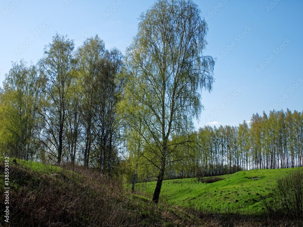 a ravine surrounded by forest