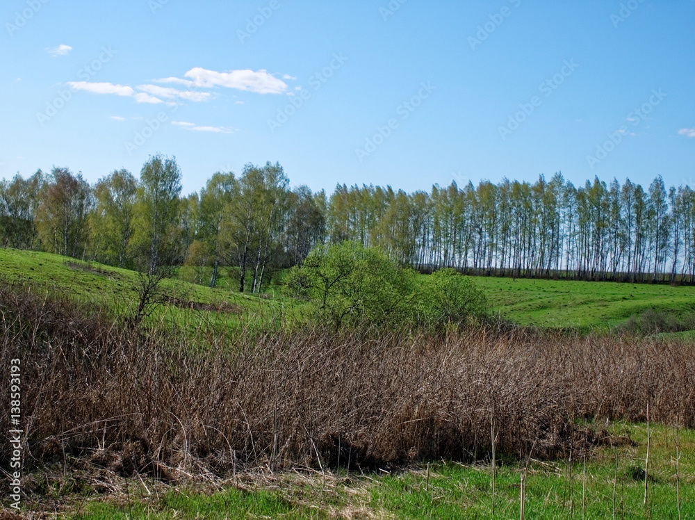 Obraz premium a ravine surrounded by forest