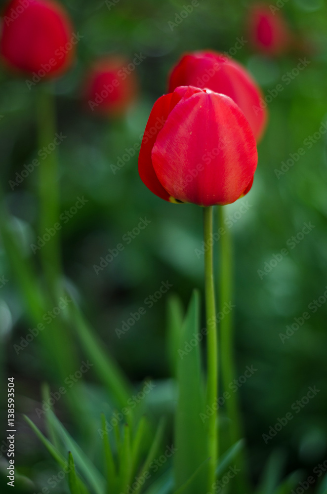 tulips red