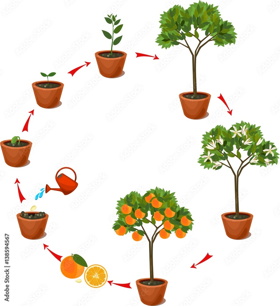 Plant growing from seed to orange tree. Life cycle plant Stock Vector