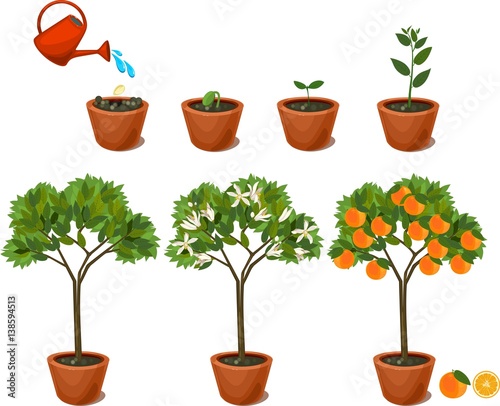 Plant growing from seed to orange tree. Life cycle plant