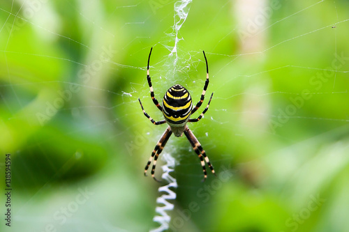 wasp spider