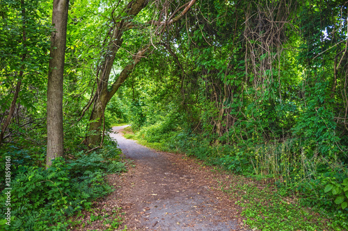 Thick Green Woodlands