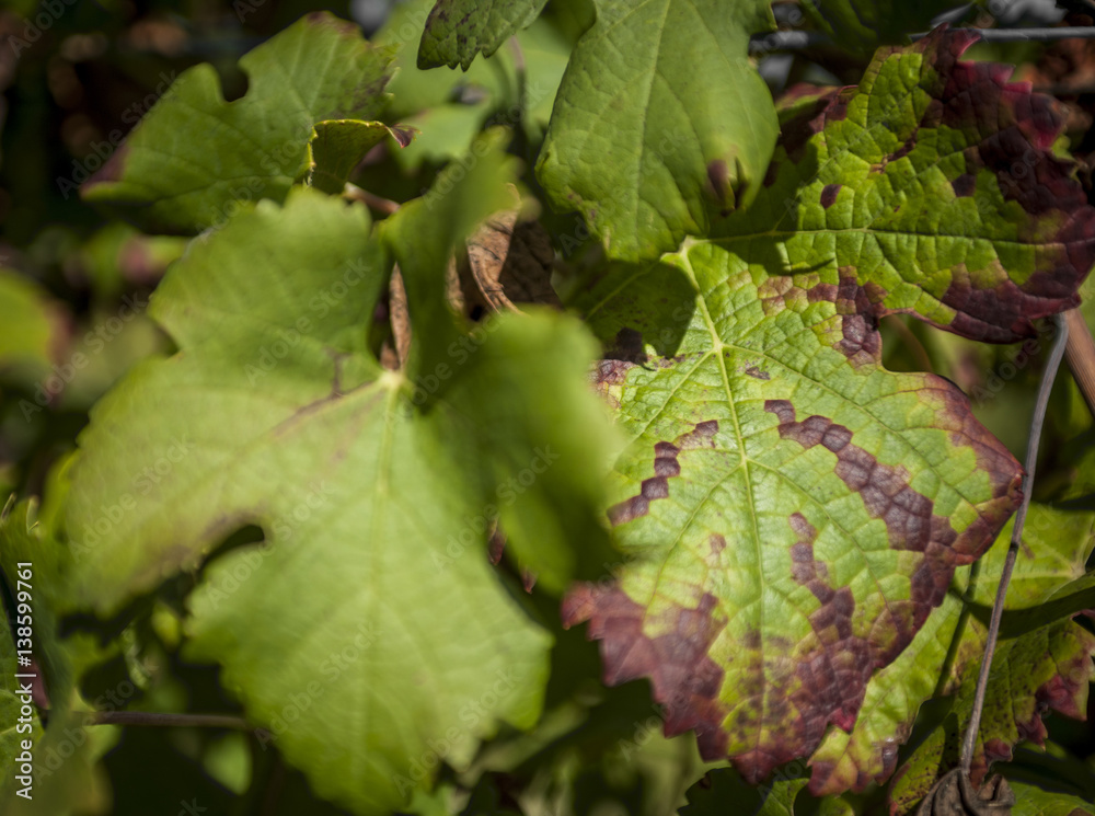 Closeup of Vine Leaves Closeup of Vine Leaves