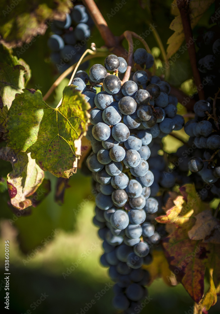 Closeup of a bunch of red wine grapes