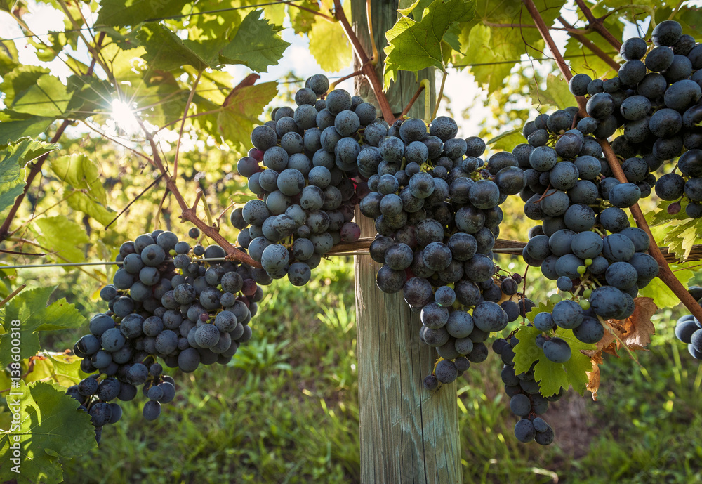 Bunches of red wine grapes on a row