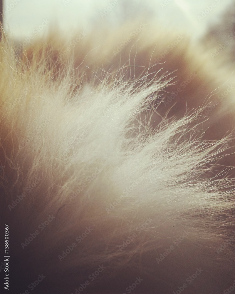 Obraz premium Cat Fur