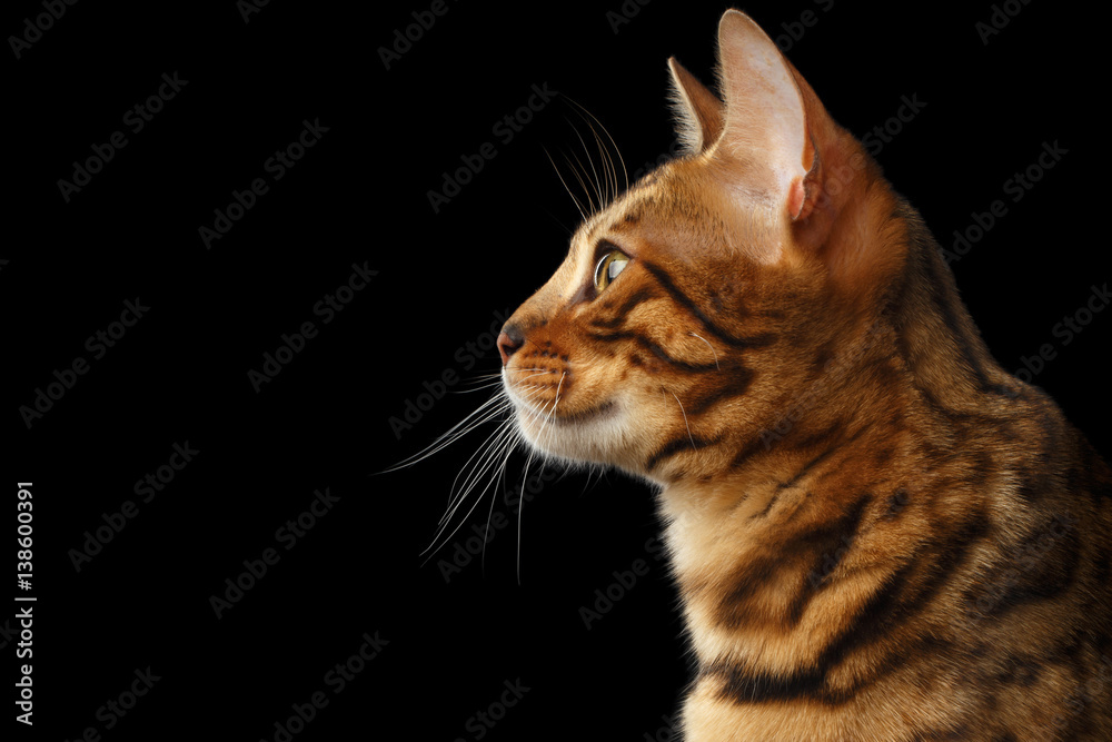 Portrait of Young Bengal cat isolated on Black Background, profile view