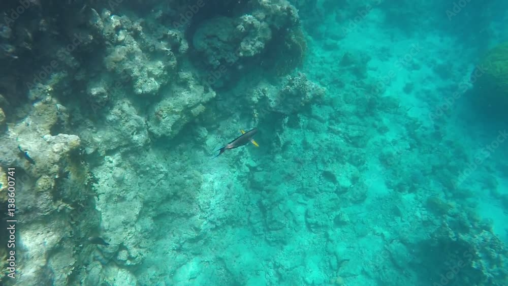 Surgeonfish swims near coral. Slow motion Surgeonfish swims near coral. Slow motion